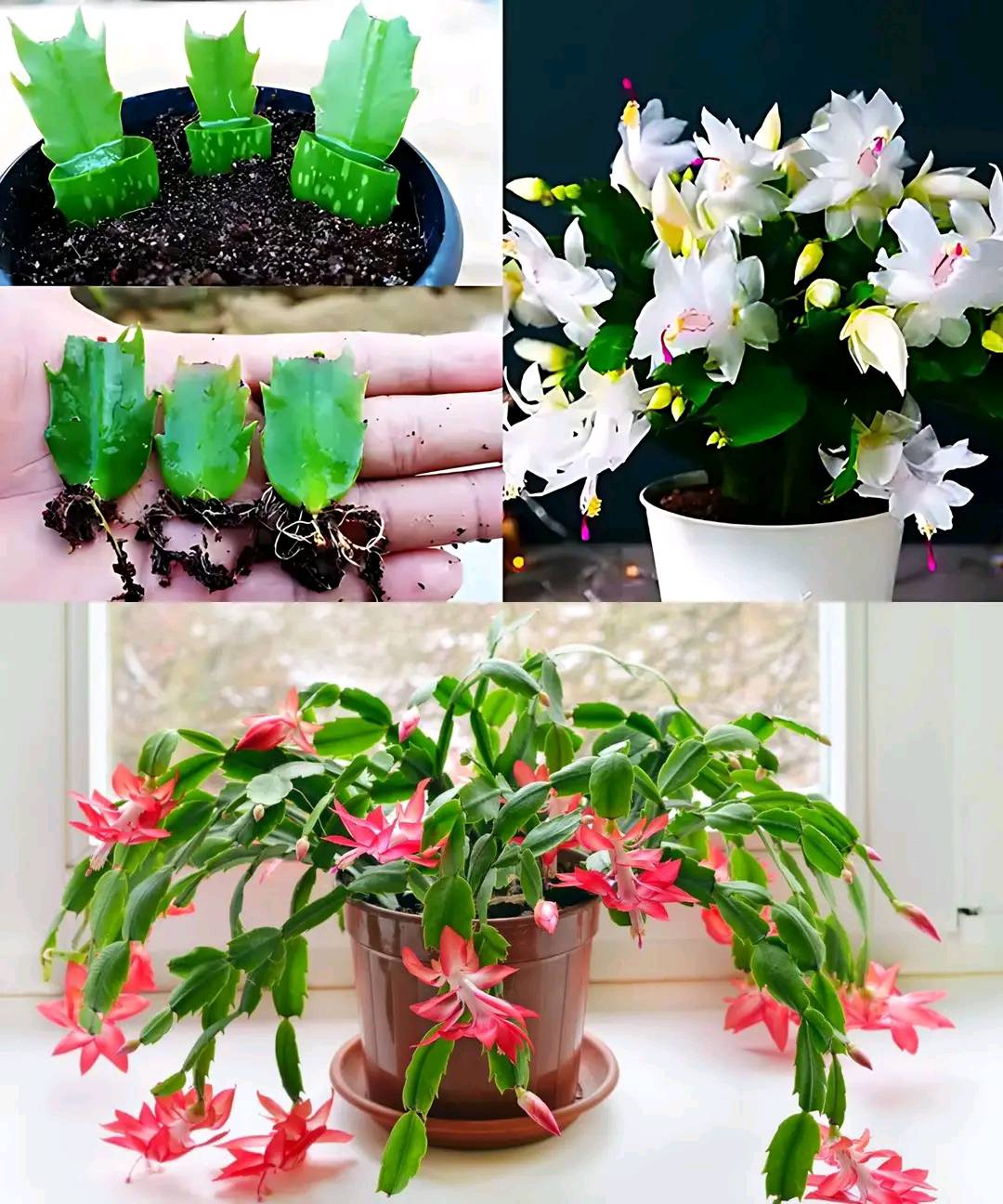 Christmas Cactus How To Grow And Care For Them So They Last A Long Time Easy Yum