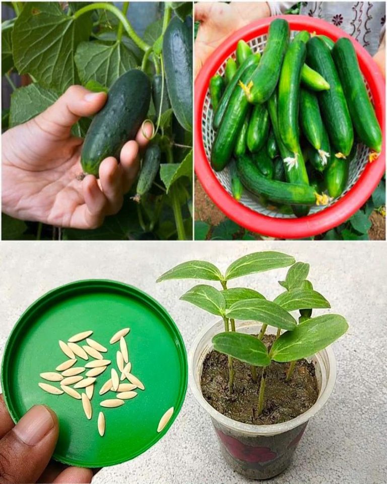 Maximize Your Cucumber Harvest 15 Genius Hacks And Essential Care Tips Maximize Your Cucumber Harvest 15 Genius Hacks And Essential Care Tips