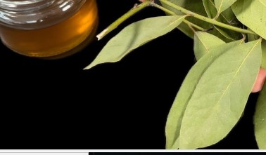 Apply Bay Leaves to Your Joints: Feel the Difference in Just a Week!