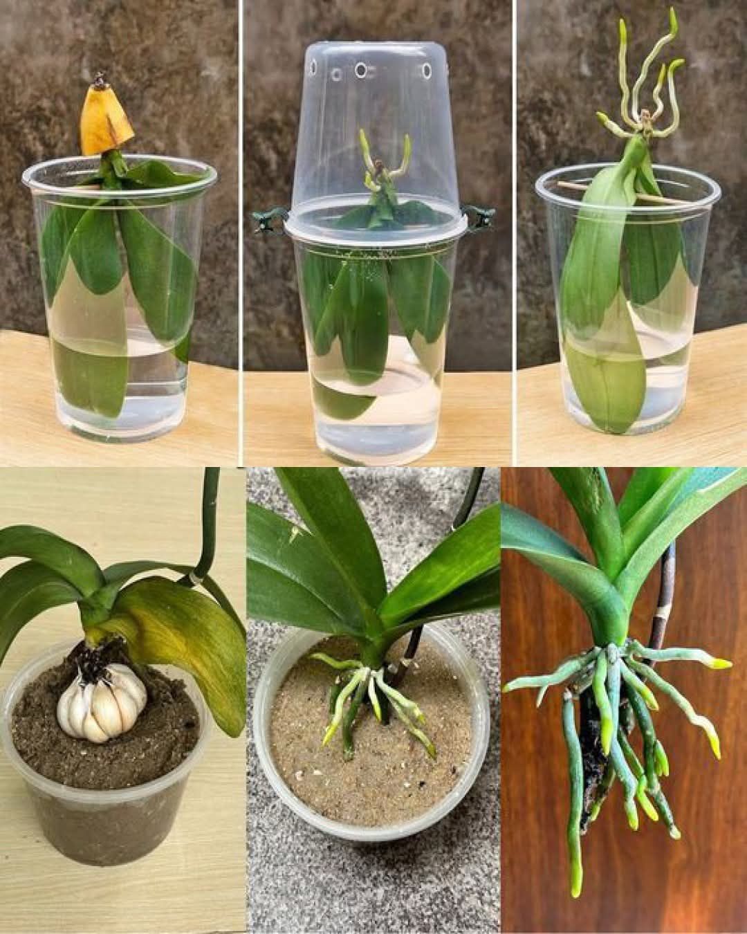 Steam method for orchids, How to grow orchids with garlic, Creating a humid habitat for orchids, Orchid watering tips, Best light for orchids, How to repot orchids, Garlic solution for orchids, Orchid mini-greenhouse DIY, Orchid root growth tips, Long-lasting orchid blooms, Best fertilizer for orchids, Orchid care for beginners, How to make orchids bloom again, Natural remedies for orchid pests, Propagating orchids at home, How to revive a dying orchid, Best soil for growing orchids, Humidity trays for orchids, Organic orchid care methods, Preventing root rot in orchids,