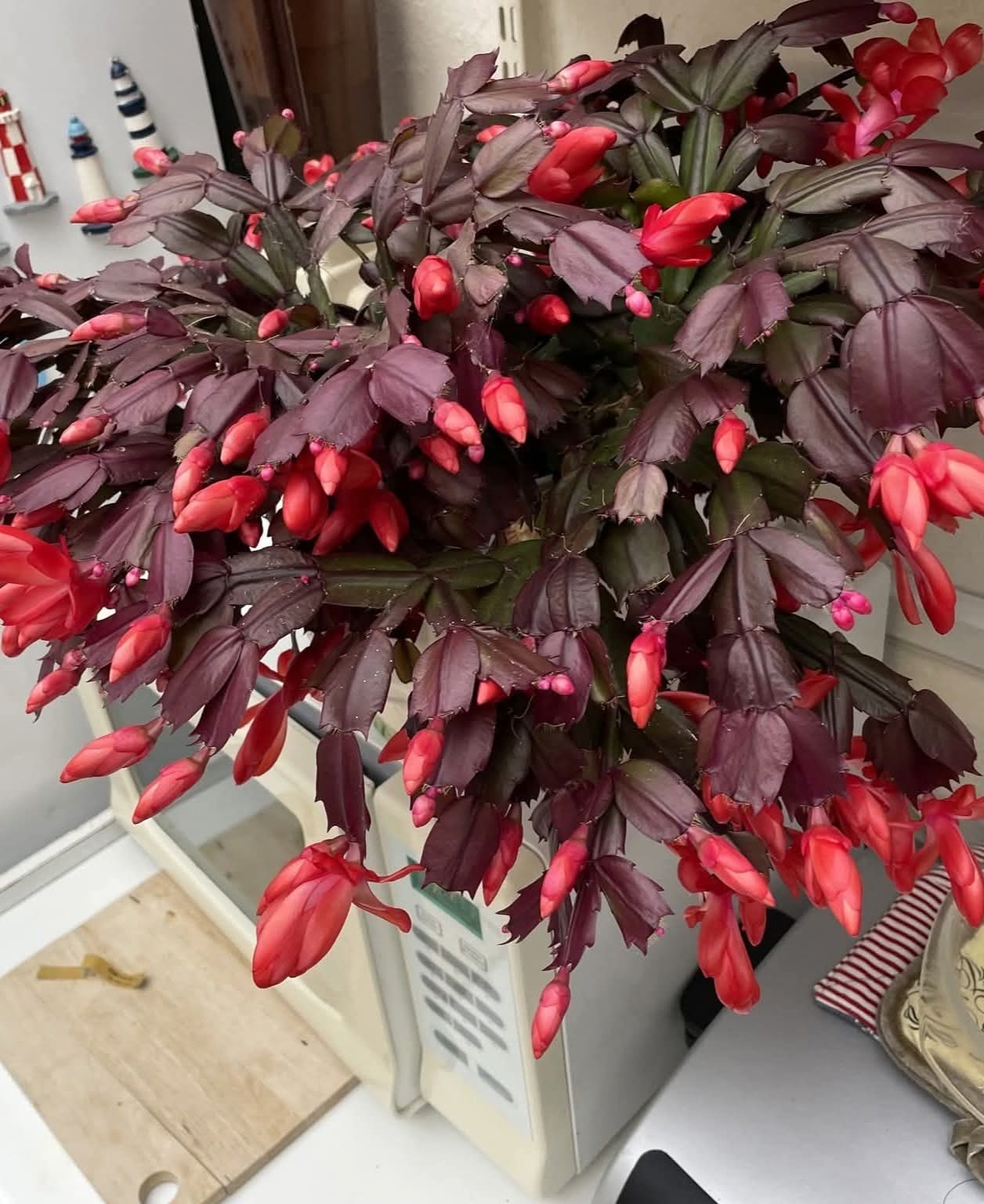 How to Grow This Rare Dark-Leaf Christmas Cactus and Style It as Elegant Home Decor