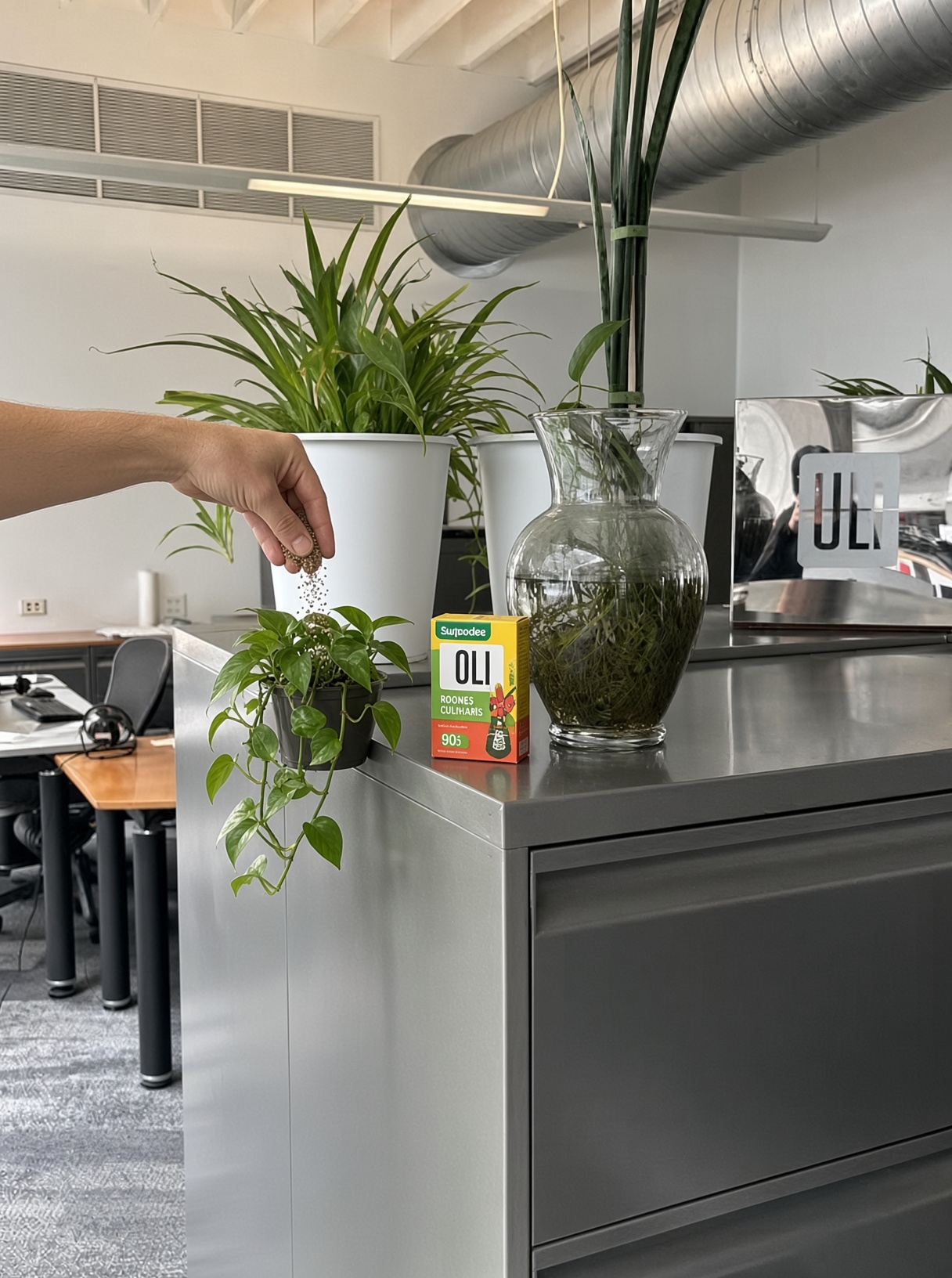 Pothos Indoor Care With Brown Fertilizer Granules, Premium Indoor Plant Soil Mixes, and Luxury Office Decor